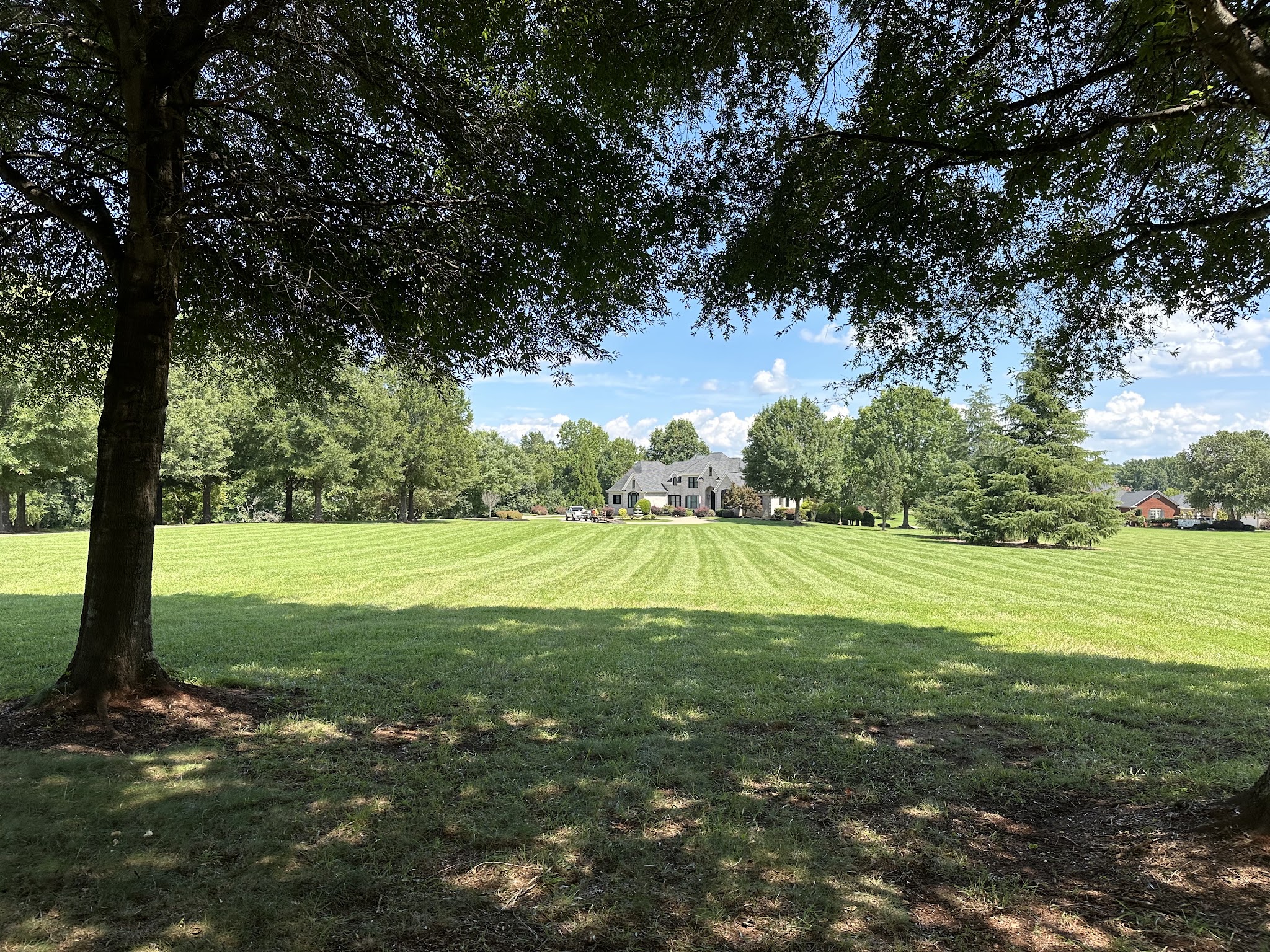 A large lawn with mowing stripes under a shade tree